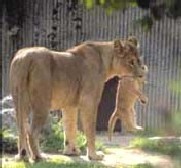 Zoologisk Have - Løve stisystem