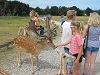 Skandinavisk Dyrepark Djursland - Oplev dyrene