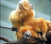 Zoologisk Have - Primaternes Verden (nr. 22 på Zookort)