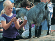 Zoologisk Have - Dværggeder (nr. 31 på Zookort)