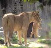 Zoologisk Have - Løve stisystem