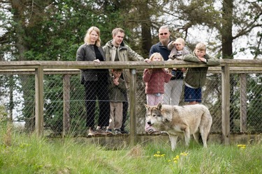 Skandinavisk Dyrepark Djursland - Ulv