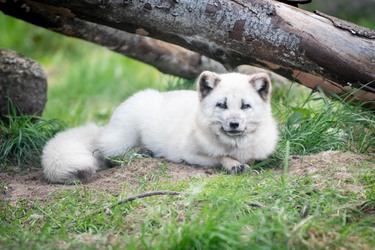 Skandinavisk Dyrepark Djursland - Billetsalg og parkering