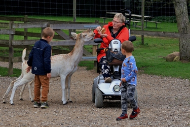 Skandinavisk Dyrepark Djursland - Dådyr, Polarræv
