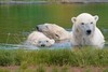 Skandinavisk Dyrepark Djursland - Isbjørn, Elg