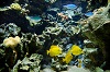 Randers Regnskov - Akvarium