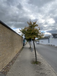 Psykiater Annette Scherling