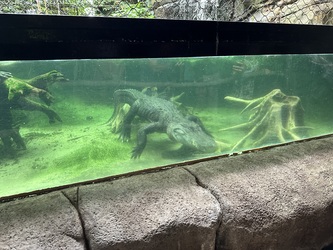 Randers Regnskov - Akvarium og Sydamerika