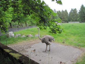 Givskud Zoo - Zootopia (P3) - Struds, Flamingo og Dinosaur park